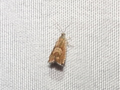 Grapholita tristrigana