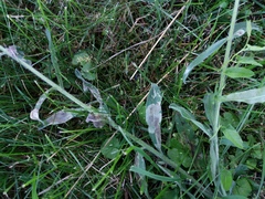 Phytomyza medicaginis