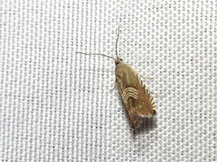 Grapholita tristrigana