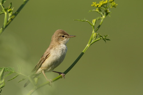 Zarcero escita (Iduna caligata)