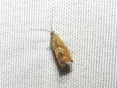 Grapholita tristrigana