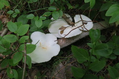 Pleurotus pulmonarius