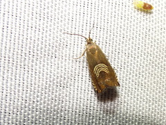 Grapholita tristrigana