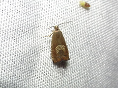 Grapholita tristrigana