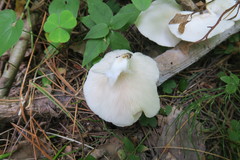 Pleurotus pulmonarius