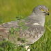 Montagu's Harrier - Photo (c) Вячеслав Юсупов, some rights reserved (CC BY-NC), uploaded by Вячеслав Юсупов