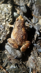 Microhyla ornata