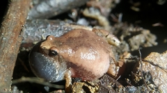 Microhyla ornata