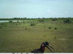 Bucorvus abyssinicus