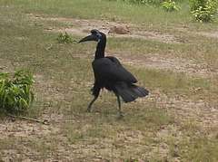 Bucorvus abyssinicus