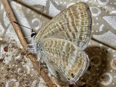 Lampides boeticus