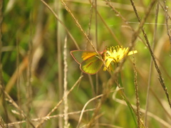 Colias dimera