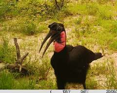 Bucorvus abyssinicus