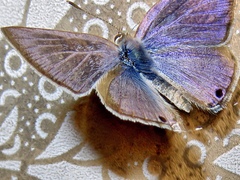 Lampides boeticus