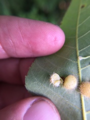 Caryomyia antennata