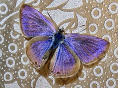 Lampides boeticus