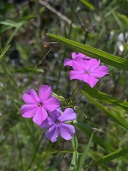 Phlox glaberrima interior