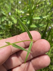 Phlox glaberrima interior
