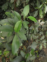 Ficus americana
