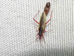 Teratocoris discolor