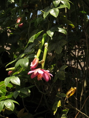 Passiflora tripartita mollissima