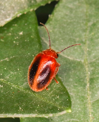 Prionocyphon limbatus