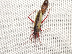Teratocoris discolor