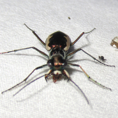 Eunota circumpicta johnsonii