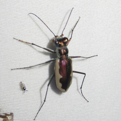 Eunota circumpicta johnsonii