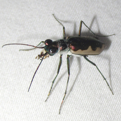 Eunota circumpicta johnsonii