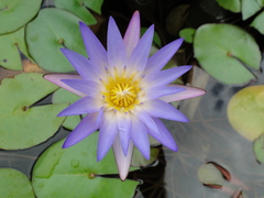Nymphaea elegans