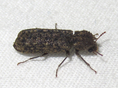 Lichenophanes bicornis