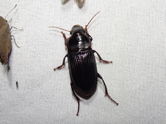 Harpalus caliginosus
