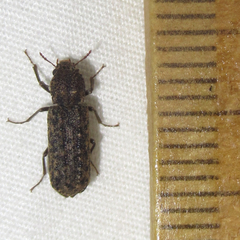 Lichenophanes bicornis