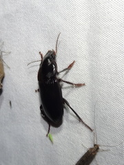 Harpalus caliginosus