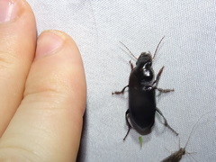 Harpalus caliginosus