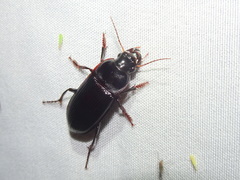 Harpalus caliginosus