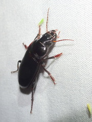 Harpalus caliginosus