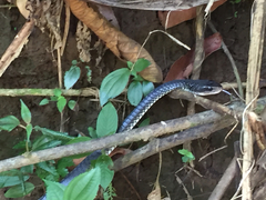 Chironius grandisquamis