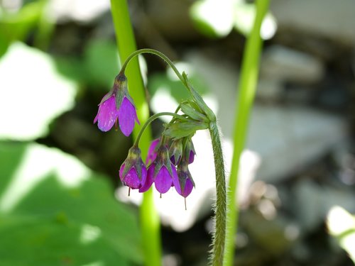 Alpine bells (Primula matthioli)