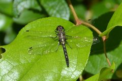 Leucorrhinia intacta