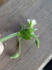 Cerastium nutans