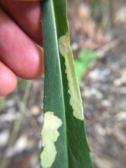 Astrotischeria astericola