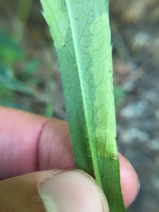 Astrotischeria astericola