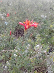 Tecomaria capensis