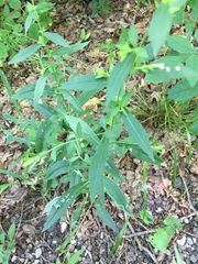 Astrotischeria astericola