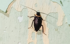 Hemithyrsocera palliata