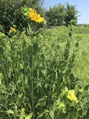 Silphium integrifolium laeve