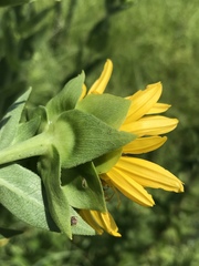 Silphium integrifolium laeve