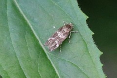 Mompha subbistrigella